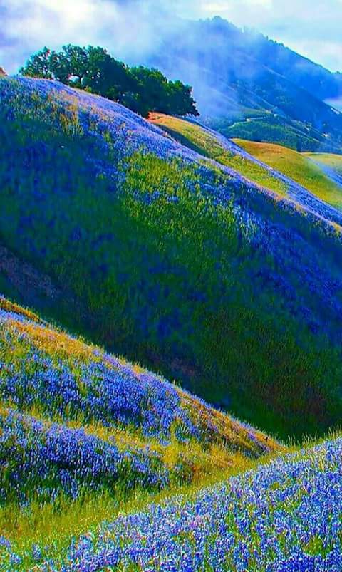 cobyroot's tweet image. 