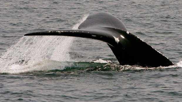 CWF_FCF's tweet photo. Entanglement: the biggest threat to #endangered North Atlantic Right Whales https://t.co/G1jGgoticI #FindingPlastic https://t.co/pHCI6h36JP