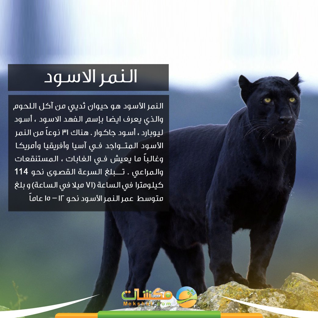 مكشات Pa Twitter النمر الاسود يعرف بإسم الفهد الاسود او الجاكوار مكشات البرية الصحراء حول العالم