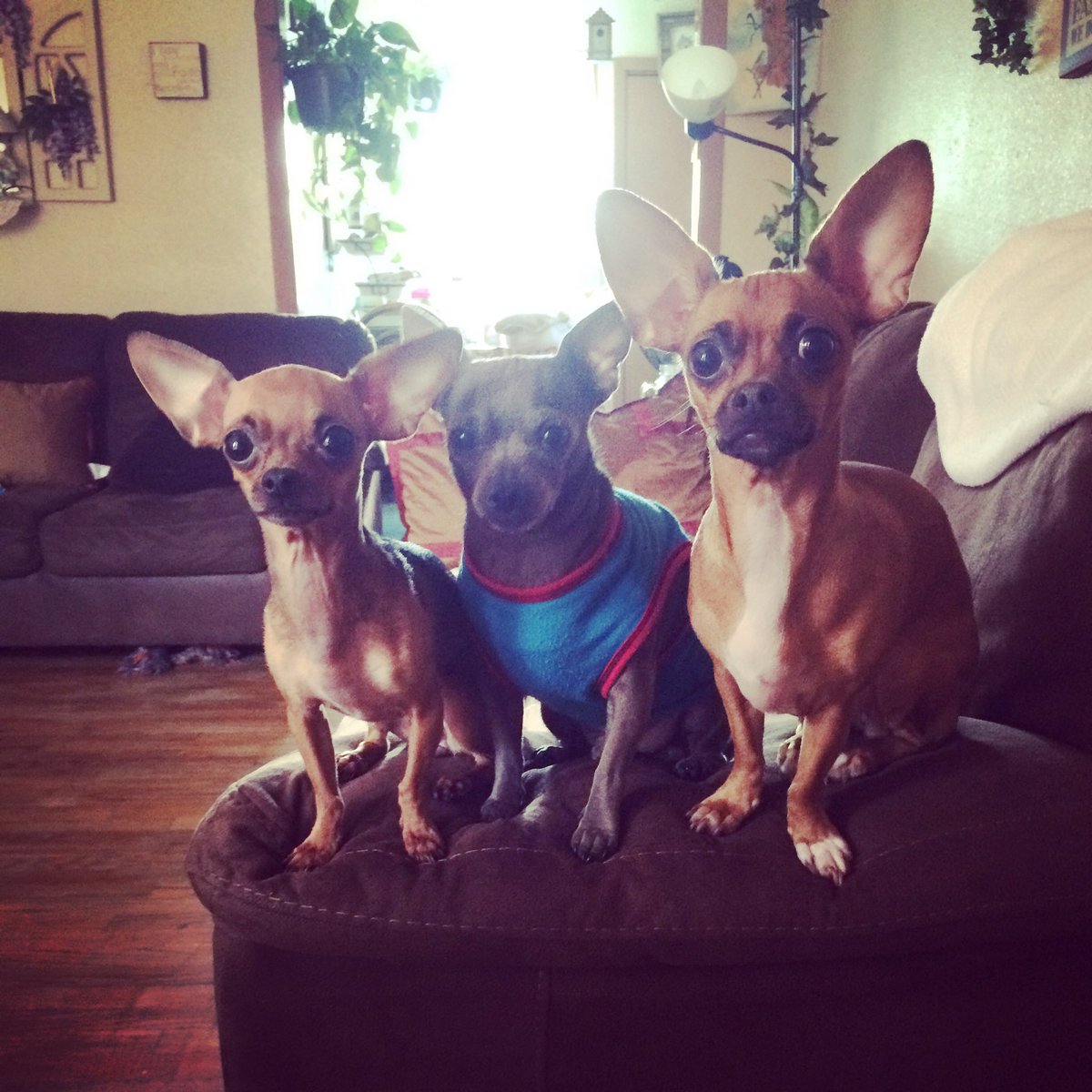 Rosaa_Espinoza's tweet photo. These cuties got their yearly shots today! #BravePups #SorryBabies #MommyIsSadToo #Ally #Prince #Lexie https://t.co/CIiKQsndks