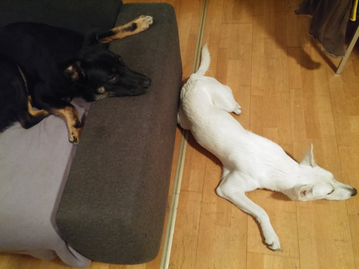 MuffinLoveDog's tweet photo. #Muffins und #Muffin https://t.co/o6BqkmNkrH