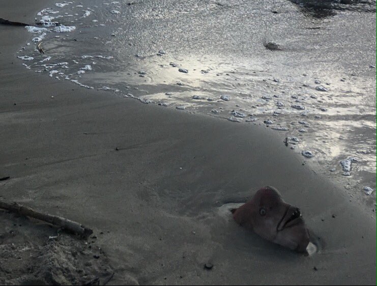 bluntboutique's tweet photo. when you wanna leave the beach but the blunt was too strong .... #tokedout #weed #dab #blazed #ganja #budder https://t.co/S1cohjqgO7