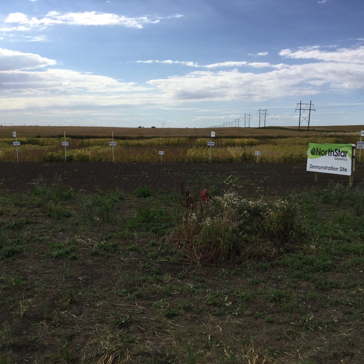 ClaudeDurand15's tweet photo. Great time to see maturity differences just south of Regina #growingsoybeans #theotherlabordayclassic @NSGeneticsCA https://t.co/Wy97m1P5qe