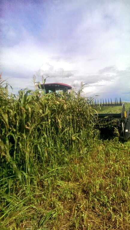 I'd say the sorghum is a success! #silage16  #grassfedcattle #amazinggains @GraemeFinn1 @realagriculture @AlbertaAg