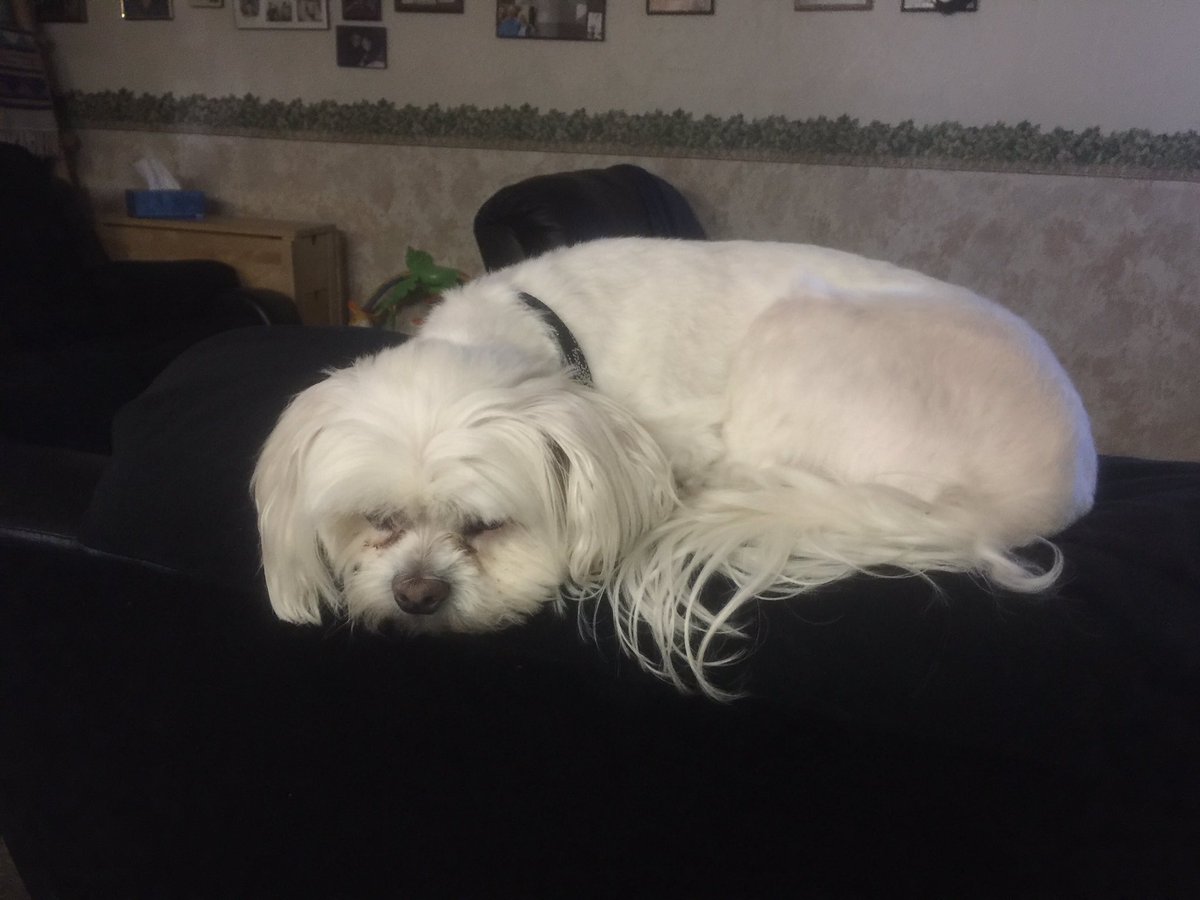 EugCutler's tweet photo. Falcor! https://t.co/ENmaHKxDmU