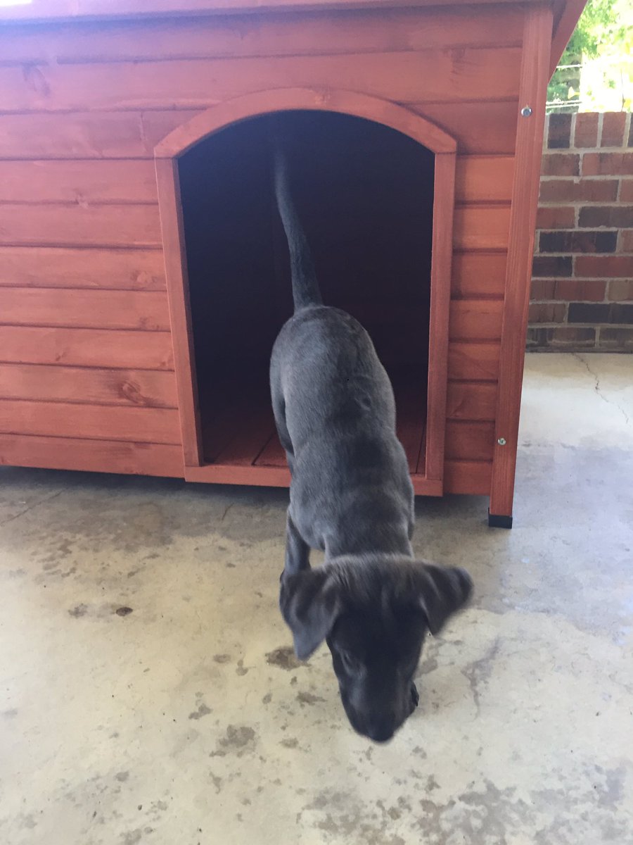 thetoshow14's tweet photo. Riley loves her new house @jkottinger #charcoallab #RileyMarsh https://t.co/2K1KlPwsL5