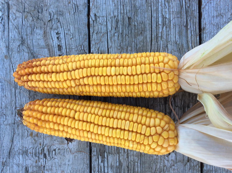 theseedsource's tweet photo. Well done#Dupont#Pioneer #P9188AMX https://t.co/JJJgcilCpD