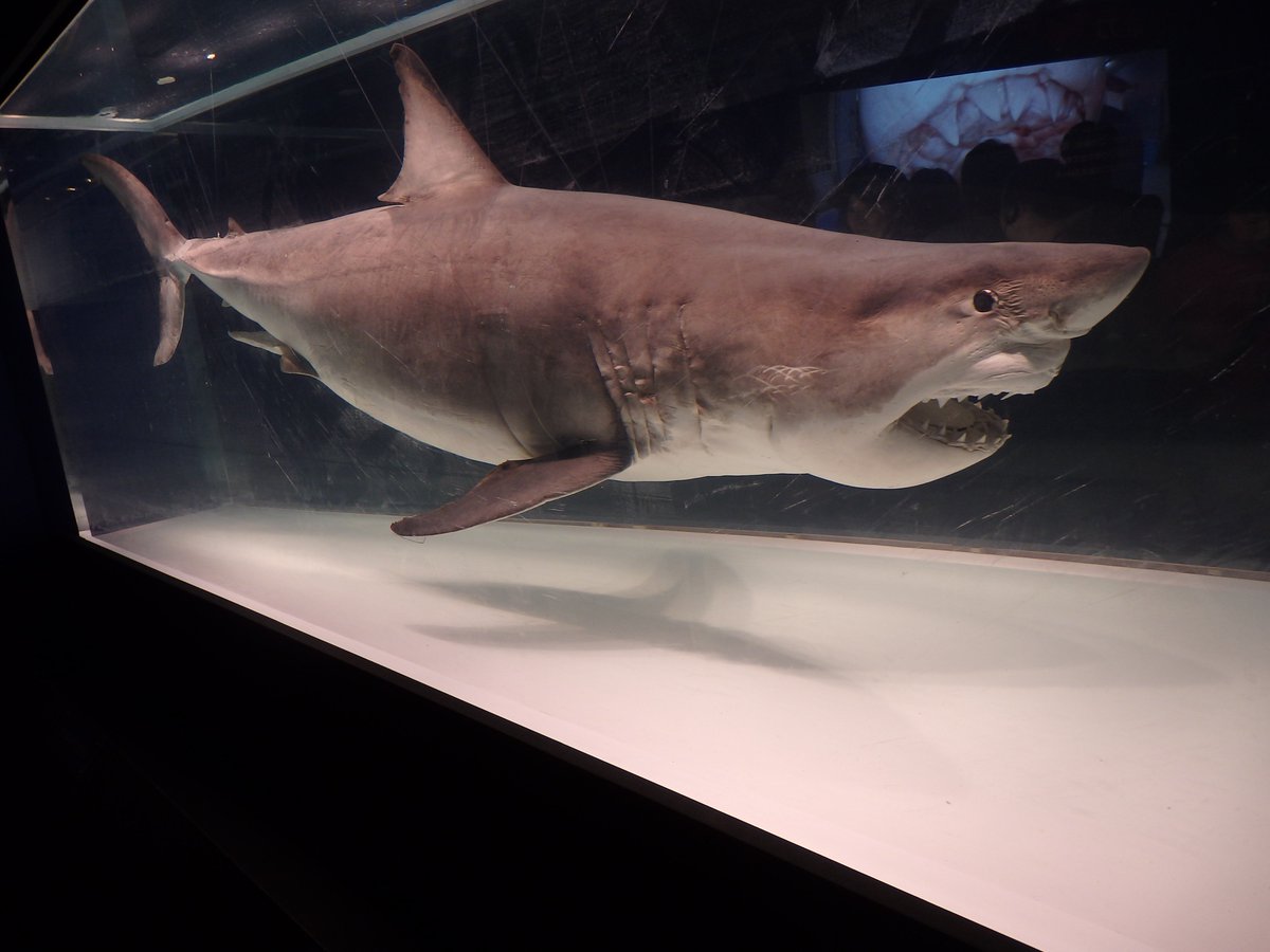 ホルマリン漬けシャーク(サメ) ぷらいまり。 on X