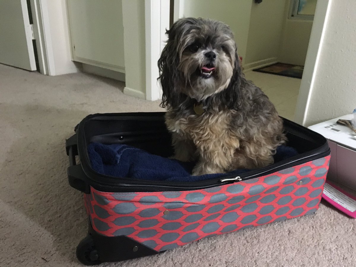 CassieFuire's tweet photo. How am I supposed to go back to school when my dog does this?😭💔 https://t.co/MGBWxd5MPG