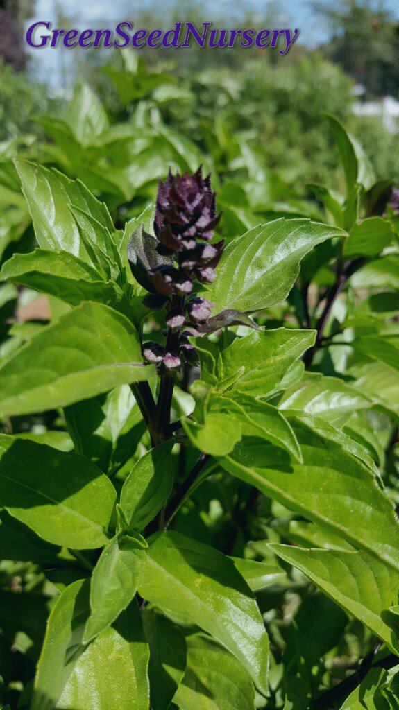Terry_Chronistr's tweet image. Thai #basil #buds add a peppery spice flavor to  an already #delicious herb. Use before buds bloom &amp;amp; set seed