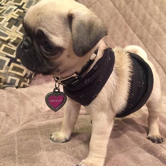 pugsloveronly's tweet photo. Little ❤️❤️❤️ Follow @thatpugpresley Follow us now! https://t.co/n7yIVVN5vK #pugs #pug #pugsloveronly https://t.co/oYCvxSLRgI