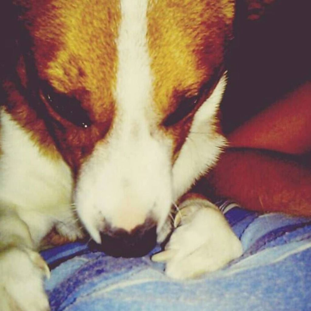 perrosdearg's tweet photo. https://t.co/Lk0f2K0OQX "El es tayson💙😎, el es mi fiel compañero❤ siempre se las manda y pelea como cualquier perr… https://t.co/mYlhi4C8jy