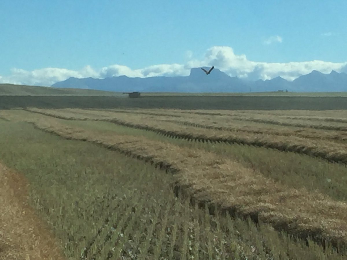 LoweTyson's tweet photo. Thrashing under the watchful eyes of the Chief. #harvest16 https://t.co/UyhDlOmS3P