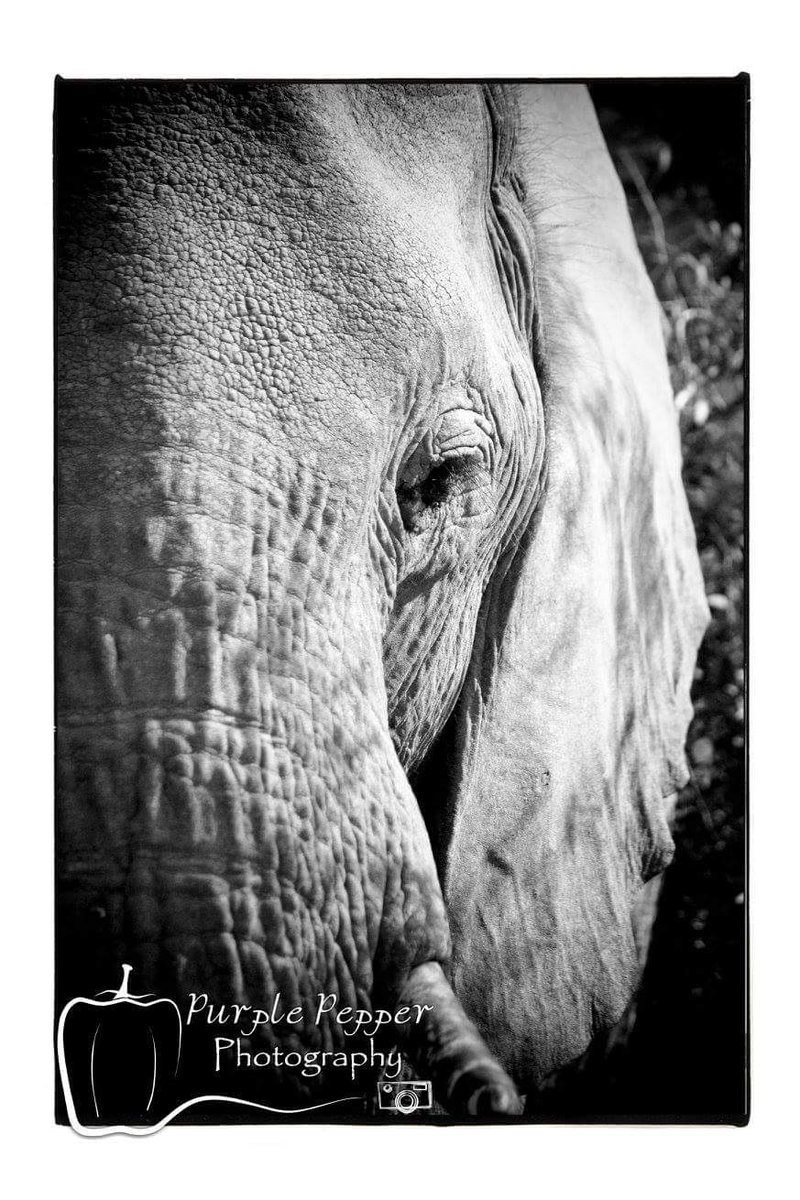 purplepepper45's tweet photo. Some sadness detected... #acrosthenation @purplepepper45 @Purple_Pepper @Stayat18oncoral  #wildlife #safari https://t.co/87hFJMMiSS
