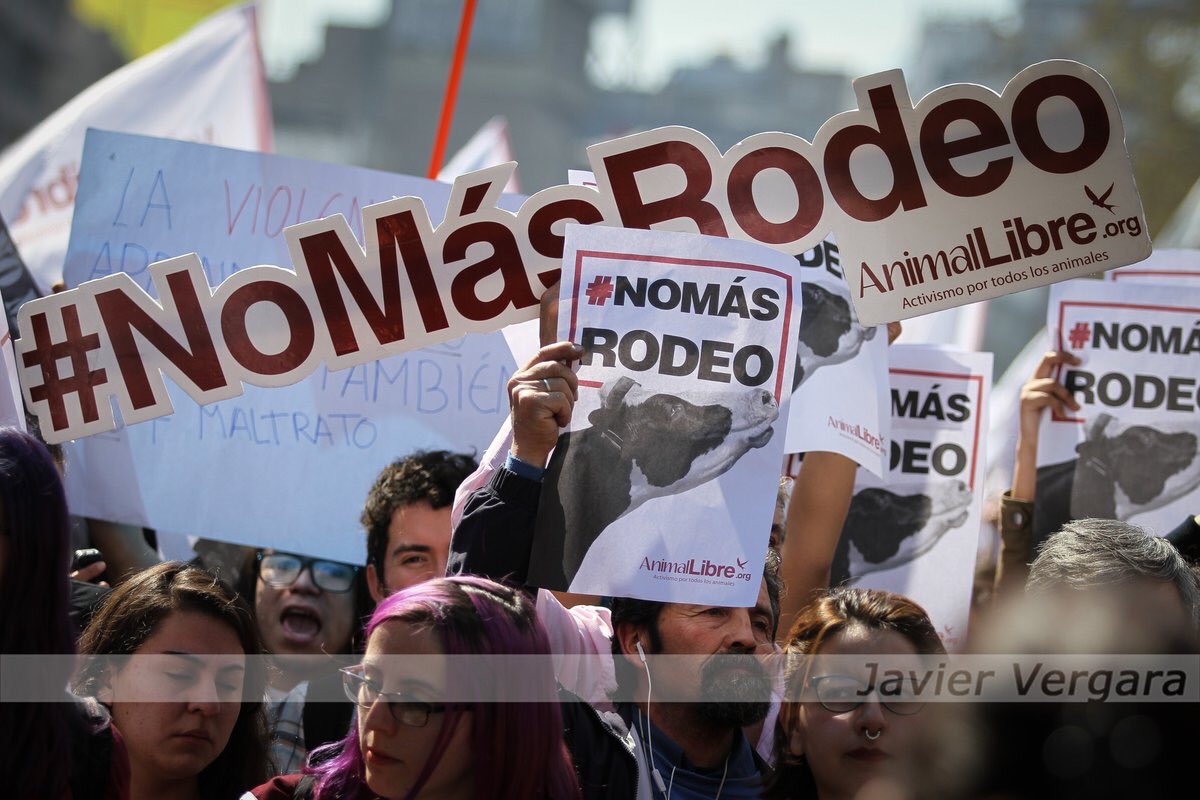 mrs_carvalho's tweet photo. #nomasrodeo https://t.co/RmF5fTs8hM