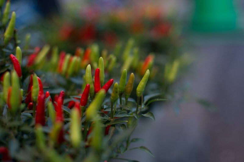 メキシカンチリペッパー