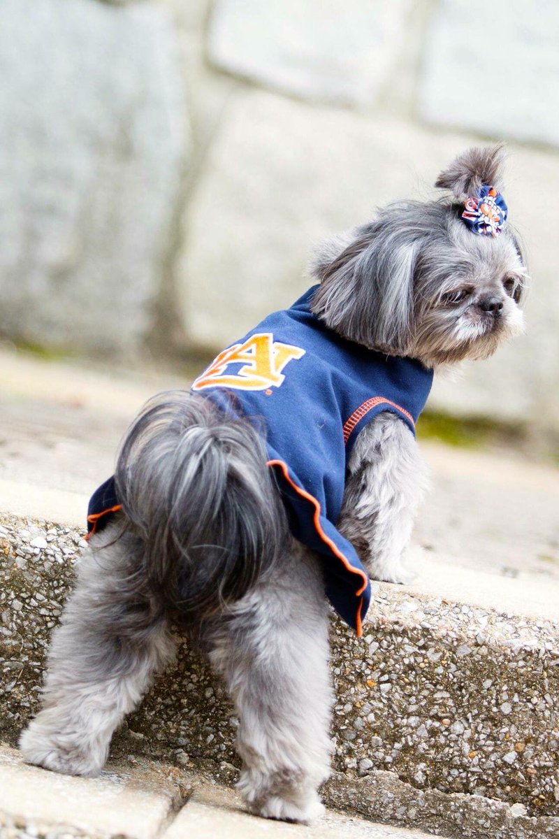 GaracaStacy's tweet photo. "Weagle... Weagle... War Damn Eagle!" #WDE  #WarEagle #AuburnVsClemson #positivelypebbles https://t.co/FP5CgSvT9f