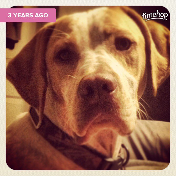 chippy71188's tweet photo. Aw! Big baby boy! ❤️ https://t.co/x3dnnHnWbh