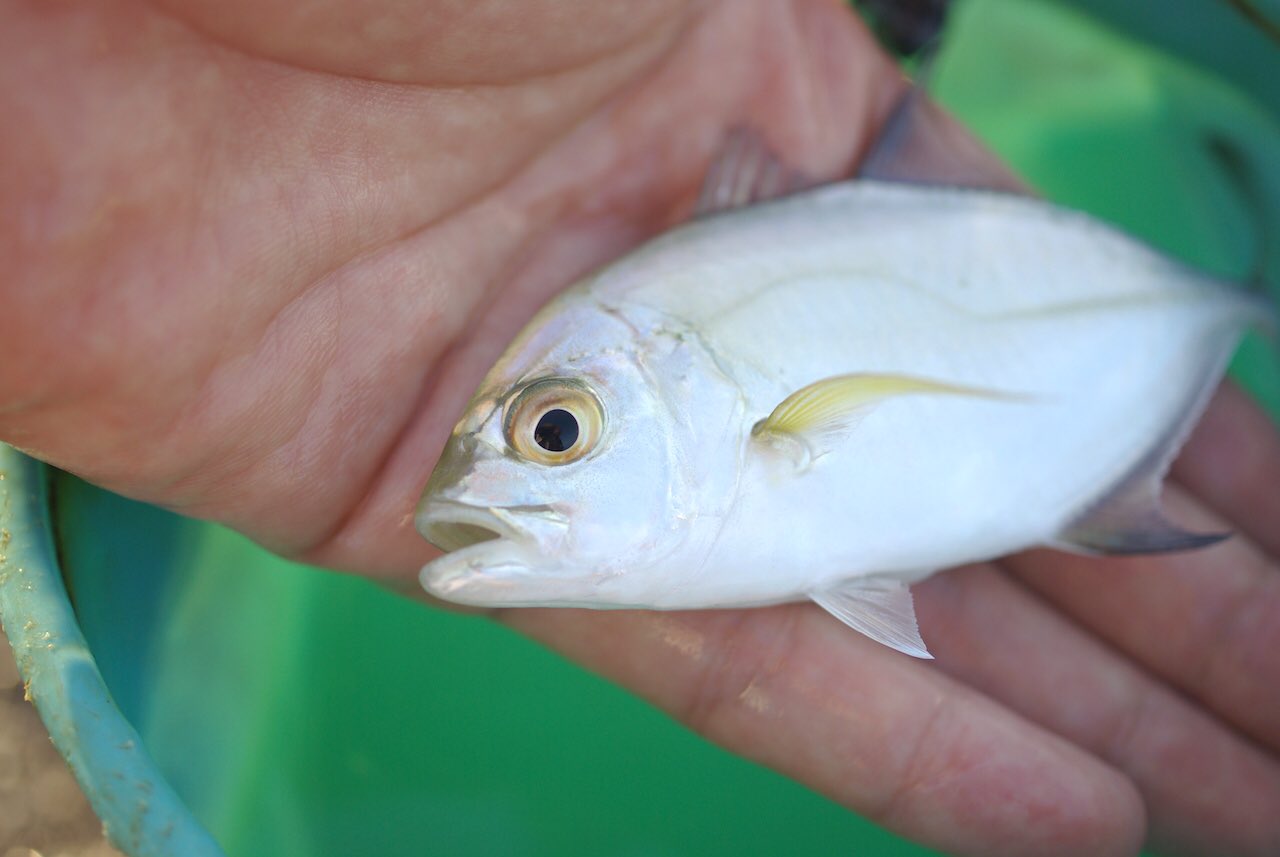 長嶋祐成 V Twitter カスミアジ幼魚 釣り人がメッキと呼ぶギンガメアジ属の幼魚の中では カスミアジがいちばん涼やかな色合いで 好き T Co M5u5n2ffsz Twitter