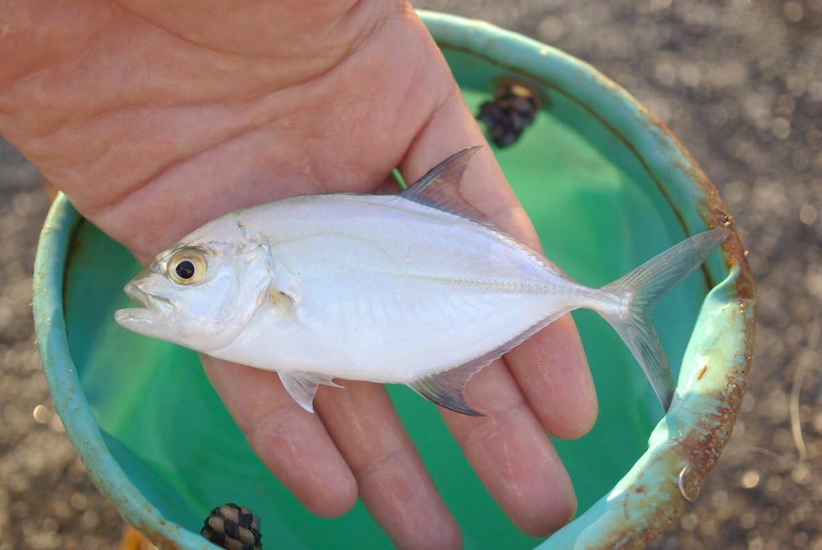 長嶋祐成 V Twitter カスミアジ幼魚 釣り人がメッキと呼ぶギンガメアジ属の幼魚の中では カスミアジがいちばん涼やかな色合いで 好き T Co M5u5n2ffsz Twitter