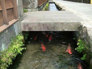 TravelJimat's tweet photo. How we wished Malaysia is like Japan? First drain so clean even koi can live. Second nobody take it. Amazing Japan. https://t.co/9Y0od7GspV