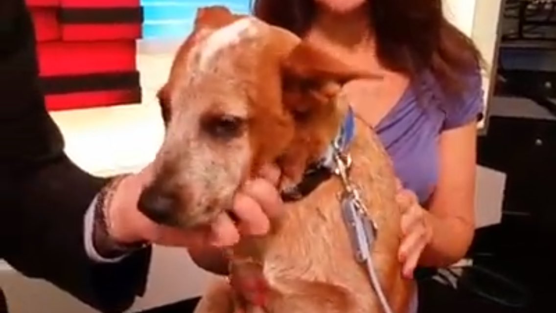 AvocadoVet's tweet photo. @WPLGLocal10 @HumaneBroward #AdoptDontShop  Cowboy, another @AvocadoVet #success story! https://t.co/u1Ei6i6Ypn