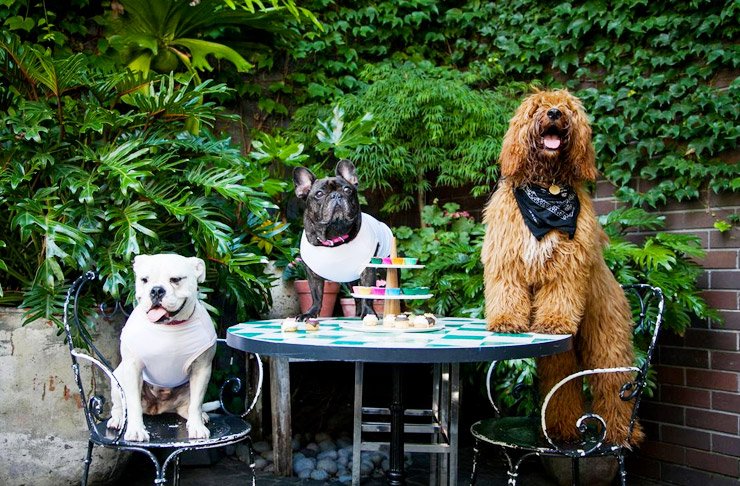 No need to leave your best friend at home at these pup-friendly pubs  ow.ly/UU71303MEcq via <a href="/UrbanListMELB/">Urban List Melbourne</a>