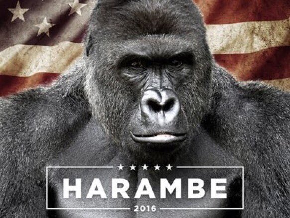 AngelsOfHarambe's tweet photo. @harambaes_ @D3_Bound https://t.co/MR6UwgxXXD