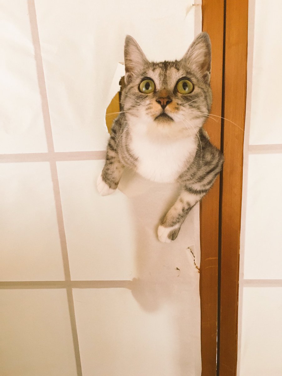 ココニャ 猫写真集 発売中 障子の概念すら越える