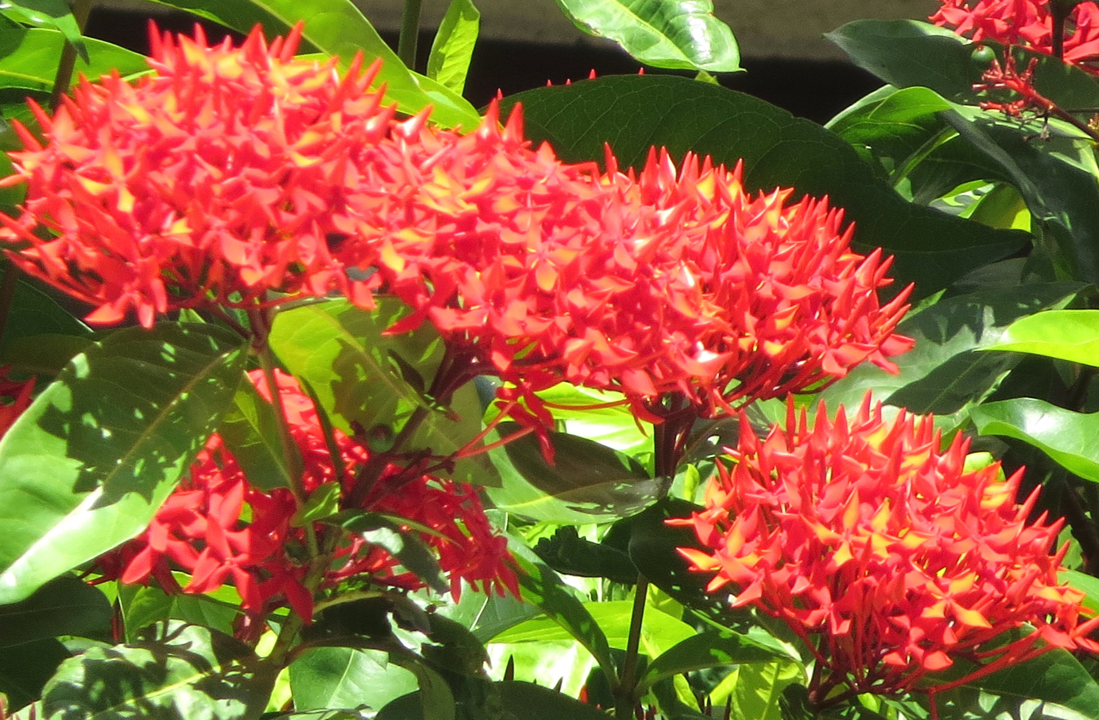 敬子 オオゴチョウ デイゴと並び 沖縄三大名花のサンダンカ 赤い花が見事です O サンダンカ サンタンカ T Co Almkinjony Twitter