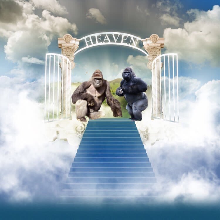 RlPHarambe's tweet photo. Never forget our fallen brothers π€π―. Fly high homies π©π₯ #dicksoutforharmbe #ballsoutforbantu https://t.co/1LX7KwDQJT