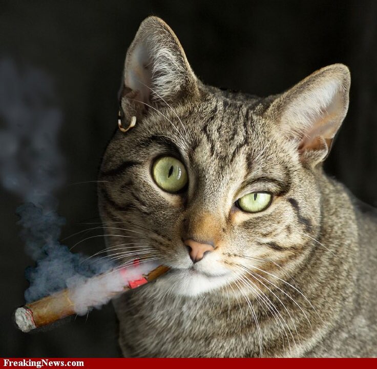OITNBCastAs's tweet photo. @realleadelaria as a cigar smoking cat 😾💨 #OITNB https://t.co/5DnKEkObEV