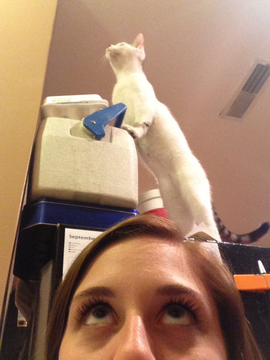 brooookeac's tweet photo. This is what life is like with a cat https://t.co/DHKKm4G6zR