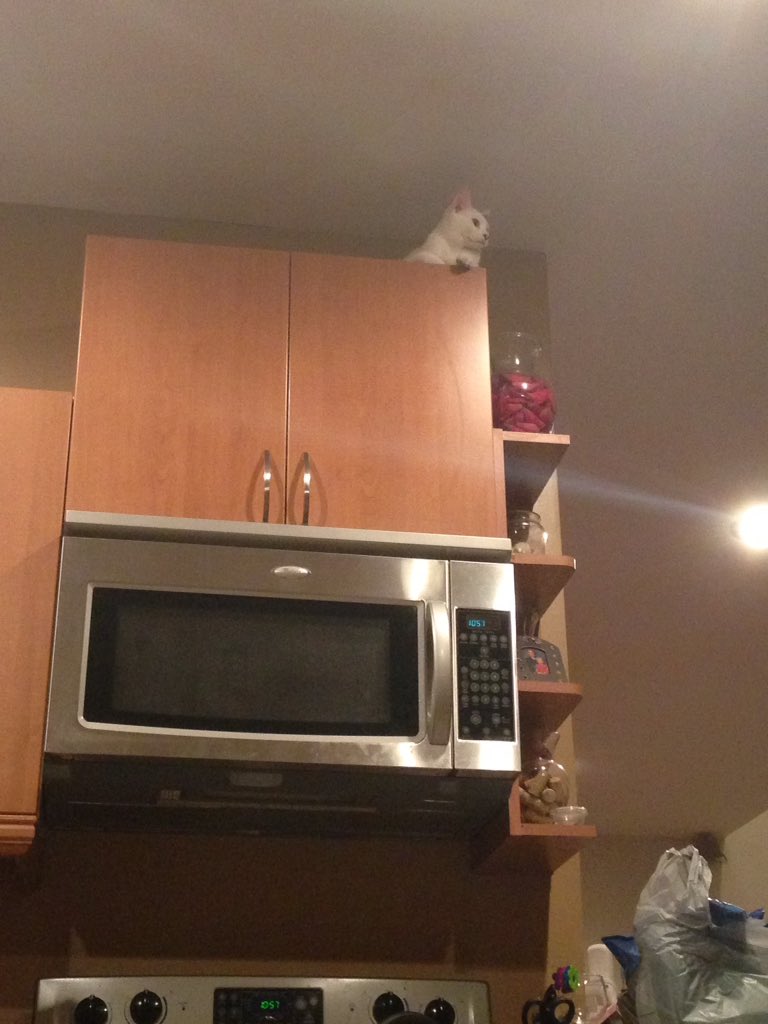 brooookeac's tweet photo. Update: he is now on top of our cabinets and not the fridge https://t.co/s8KS1SYbZW