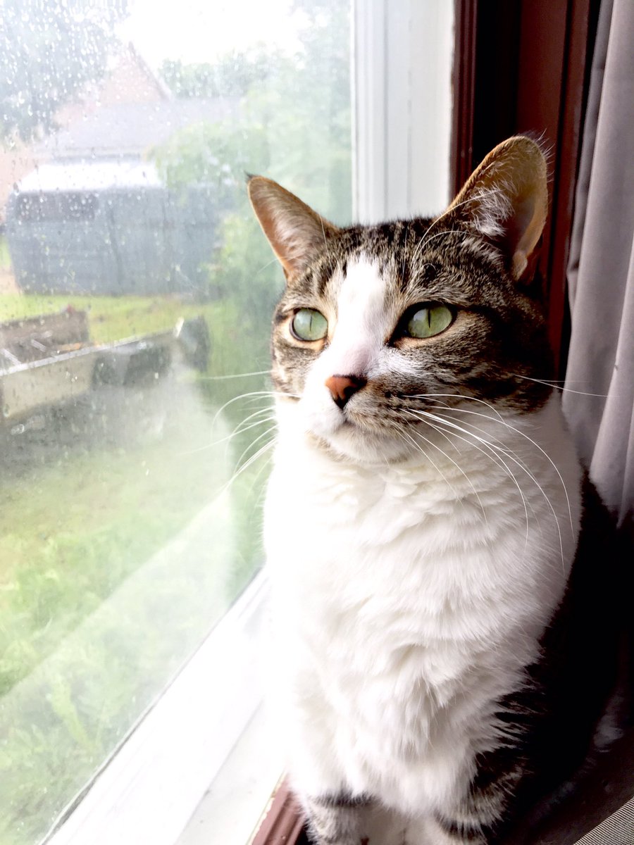 photogmama11's tweet photo. @ash_like_whoa my cat Twila thinks she's in an Adele video #CatsOfTwitter #dramaticKitty https://t.co/vq9KzolzfS