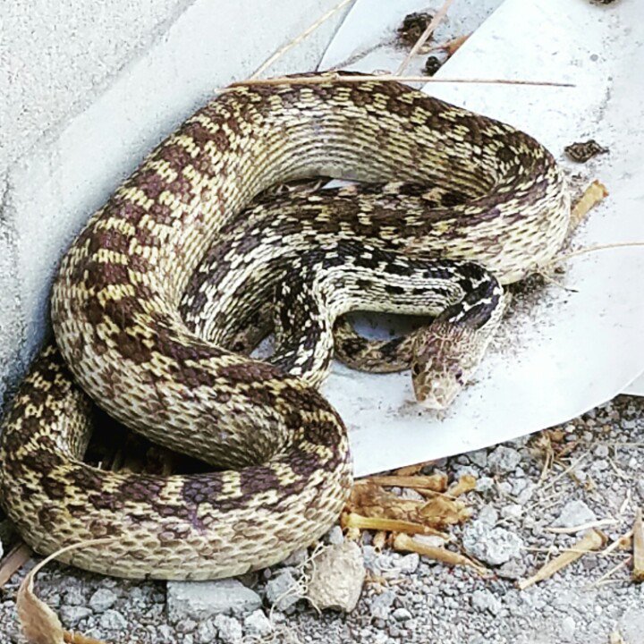 GingerLeafFarm's tweet photo. Check out who visited the farm today! #Bullsnake #SettleDown #NotVenomous https://t.co/vXfOGCBlDX