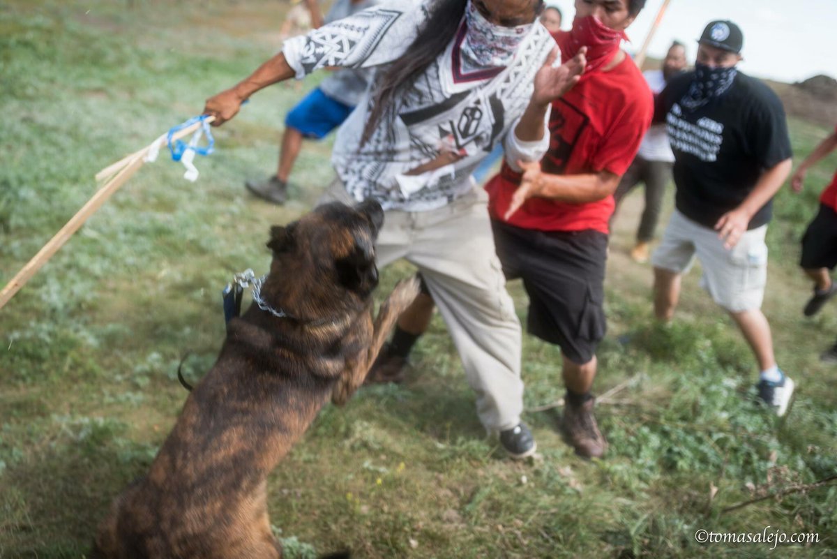 Today private security contractors hired by the oil companies attacked the water defenders with strike dogs and pepper spray as they attempted to halt construction on sacred land.  #NoDAPL #StandingRock #pipelinefighter #waterissacred #northdakota #tomasphoto
