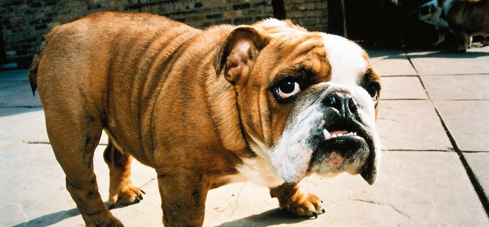 We all know they can say 'sausages' - but how extensive is your dog's vocabulary? bbc.in/2bPcXqS #R4in4