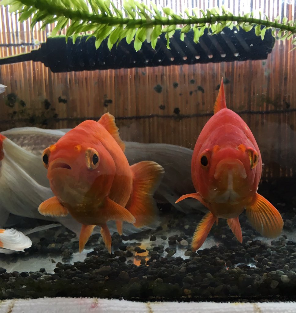 金魚の正面顔コンテスト 3ページ目 Togetter 金魚の正面顔コンテスト 3ページ目 Togetter