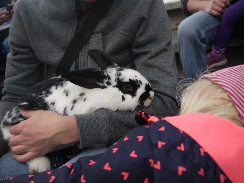 Ladwig_AUS's tweet photo. Matilda auf Tuchfühlung mit den Tieren im Bundoora Park, ein urbaner Bauernhof mit Tieren zum Streicheln und Füttern https://t.co/TViVzVnByc