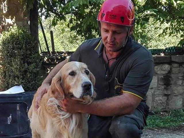 news24tvchannel's tweet image. इटली में 10 दिन बाद मलबे से जिंदा निकला कुत्ता #dog #pulledout #rubble #Italyearthquake bit.ly/2c3O9hl