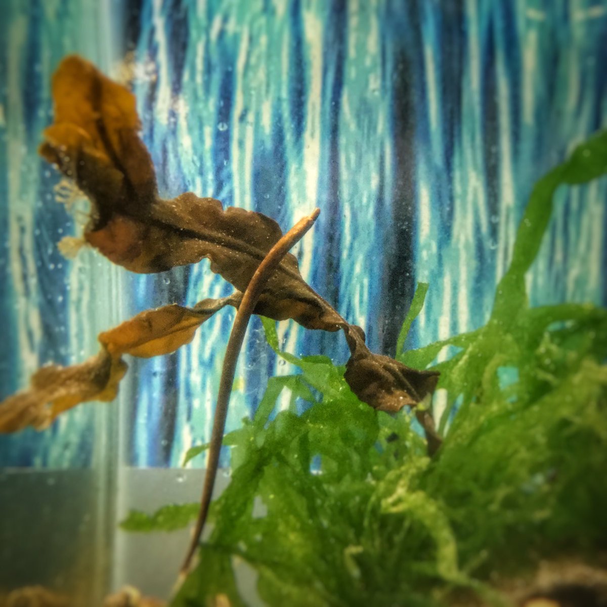 New creature! Worm #pipefish are related to #seahorses . Males carry the young &amp; mate for life