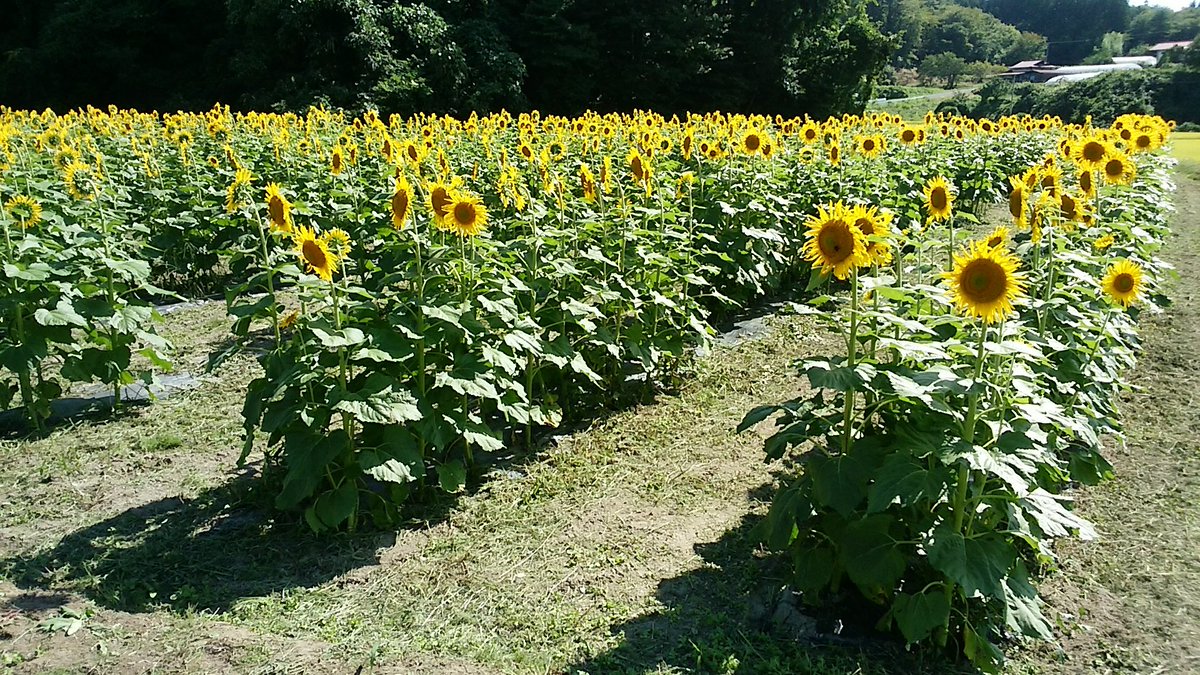 SJapino's tweet photo. 国道沿いに見えるひまわり畑
時間に余裕があったので
近くまで行って来ました
今週もヨロシクお願いします
(*⌒▽⌒*)
＃イマソラ＃ひまわり https://t.co/3QWRbZWdPV