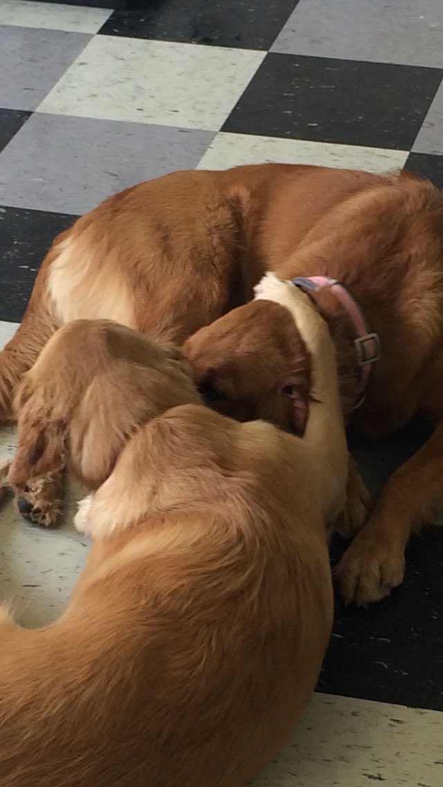 HappyDogsWloo's tweet image. Sweetest pic!! #besties