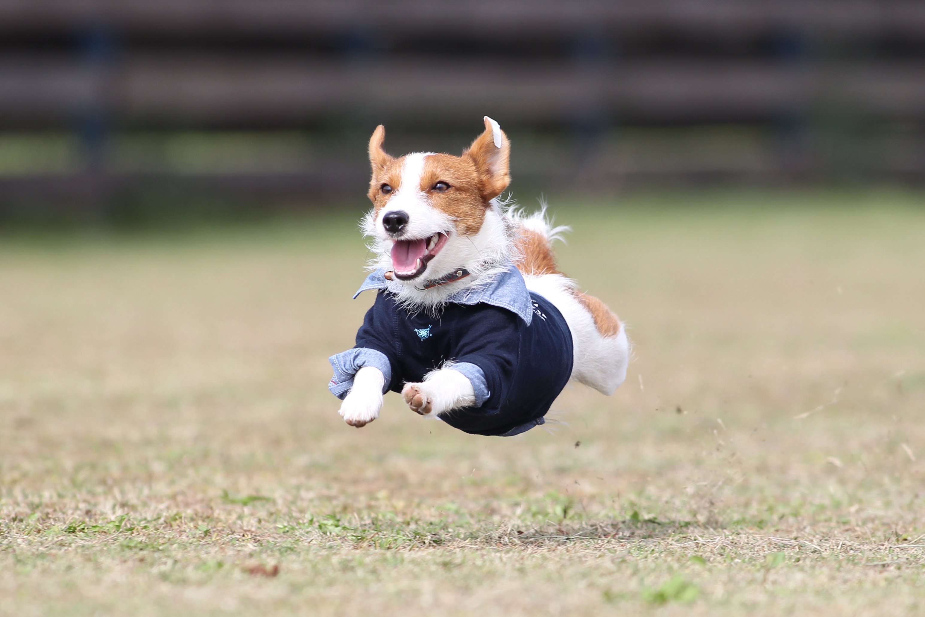 飛行犬 空飛ぶわんこphoto 空飛ぶわんこ ペタッと飛行犬 ジャックラッセルテリアのマイロくん カメラ目線も余裕です 飛行犬 飛行犬撮影会 空飛ぶわんこ T Co 5mq3uxch9t Twitter