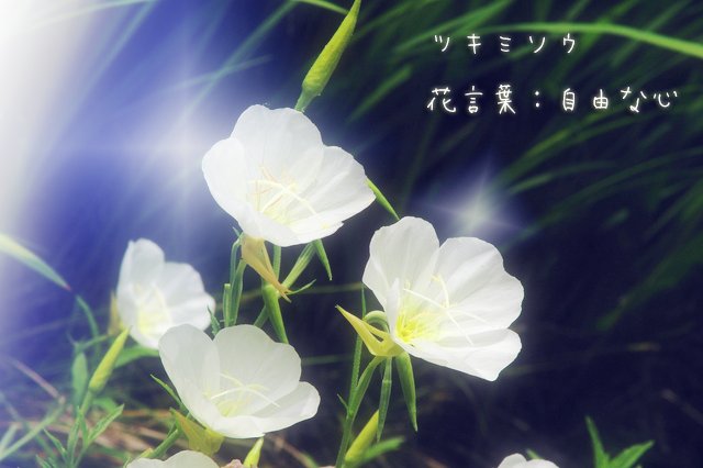 君に贈る誕生花 8 29 カレンデュラ 花言葉 静かな想い 8 30 ツキミソウ 花言葉 自由な心 8 31 ヒマワリ 花言葉 あなただけを見つめる