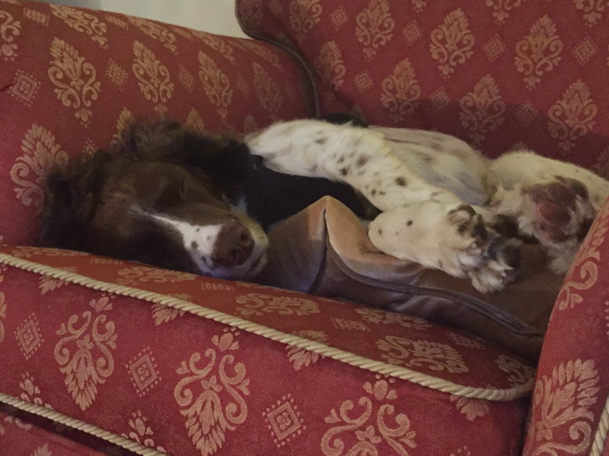 BeaThePooch's tweet photo. #itsadogslife #poochsnooze https://t.co/j09uqvveNE