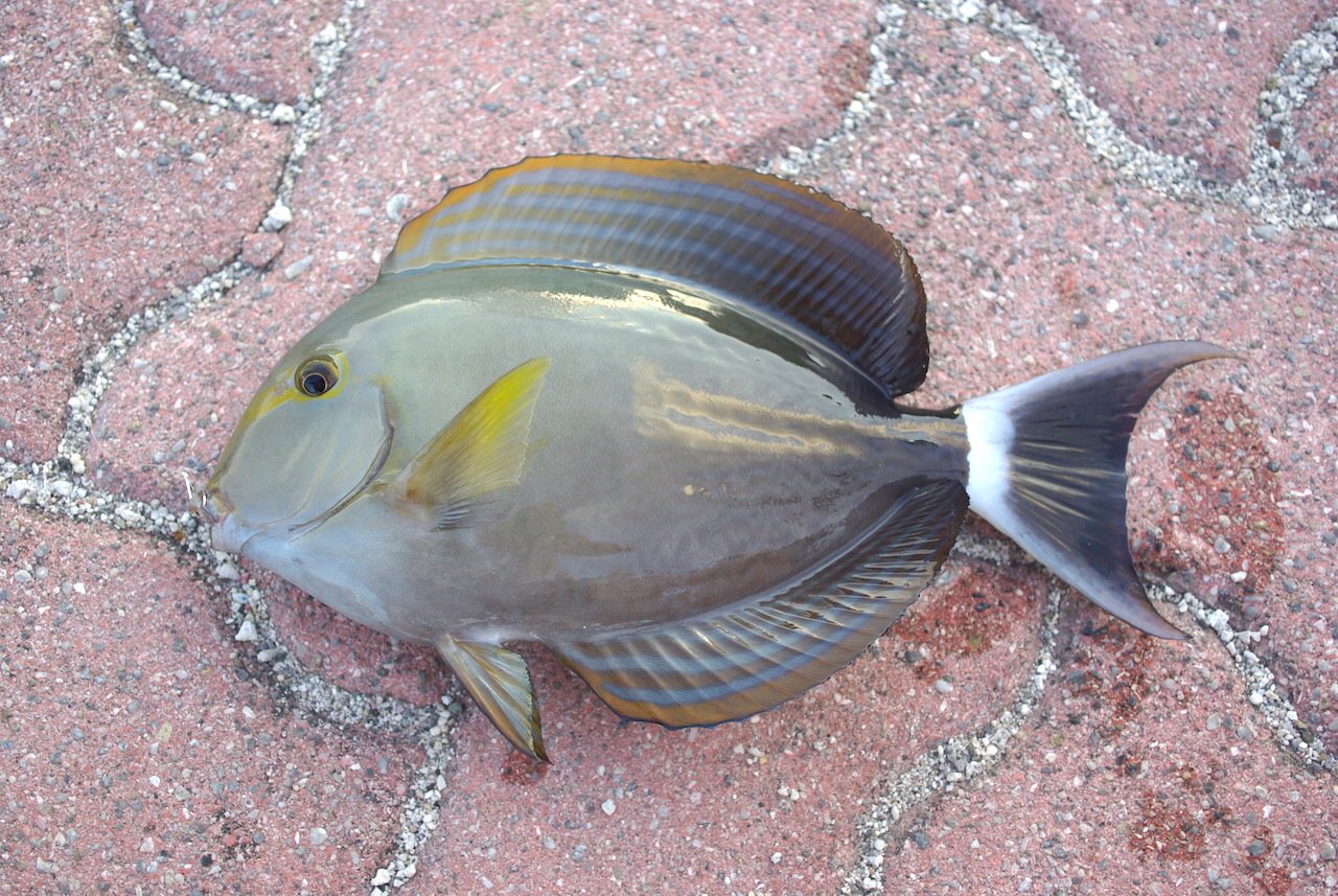 長嶋祐成 ニザダイの類はあまり流通しないけど 食べると美味しいと聞く 肉魚系のストックがなかったので クロハギ は絞めて持ち帰った 半身ずつ刺身と煮付けに その旨いこと イノー 礁湖 の魚らしい独特の香味に きめ細かな白身