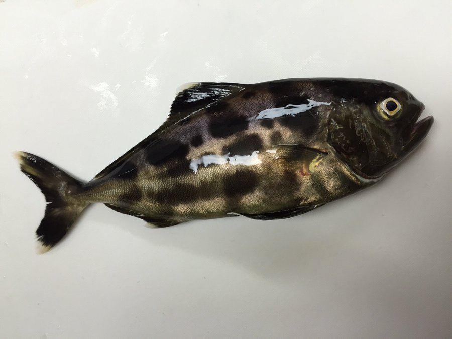 この魚わかる人いる 教えて とツイートしておきながら 解決前に 大丈夫 Grape グレイプ