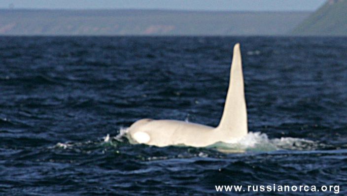 „Bijzondere witte orka boven water gekomen"
metronieuws.nl/xl/2016/09/bij…